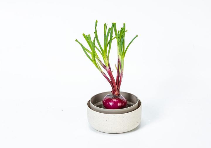 Image du produit URBALIVE Kit de germination pour microgreens (Germes)