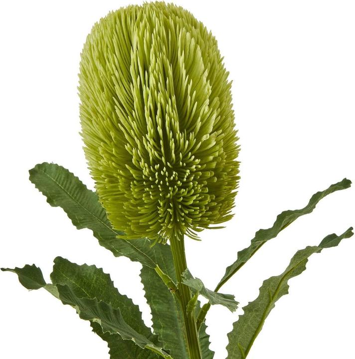 Immagine prodotto Hill Interiors Banksia Serrata Fiore Artificiale (65 cm)