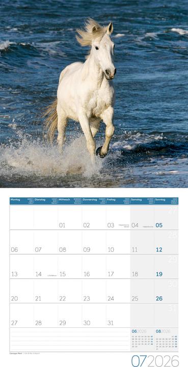 Produktbild Pferde Kalender 2026 - 30x30 (30 x 30 cm, Harter Einband, Deutsch)