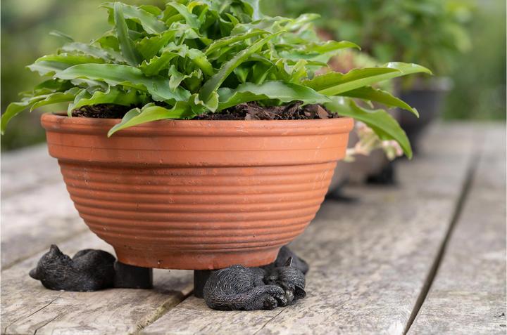 Immagine prodotto Jardinopia Piedi di vaso per piante Piedi di vasino per gatti addormentati, set da 3