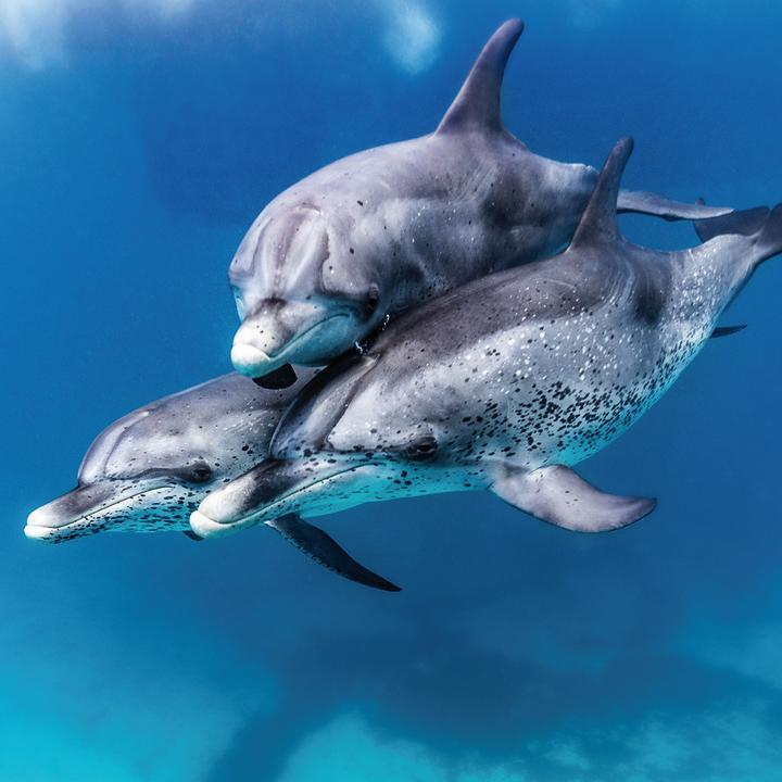 Actual product image Dolphins 2023 (Hardcover, Spanish, French, Czech, Italian, Dutch, Polish, German, English)