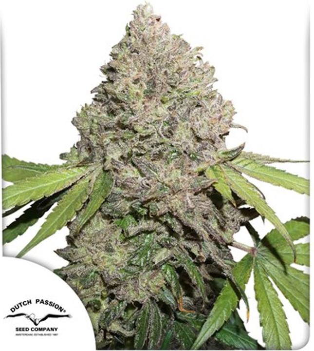 Immagine prodotto Dutch Passion CBG Charlottes Angels Femminilizzata 3 pz. (15.80 g)