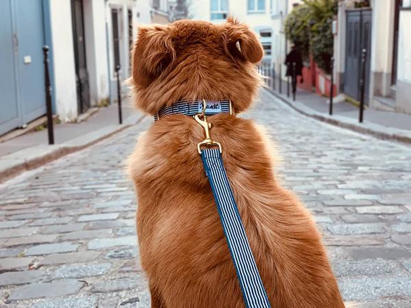 Immagine prodotto French Bandit Collare per cani in Marina (Cane, Generale)