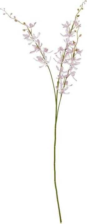 Lilas
