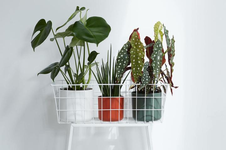 Immagine prodotto Elho b.for soft (13.80 cm)