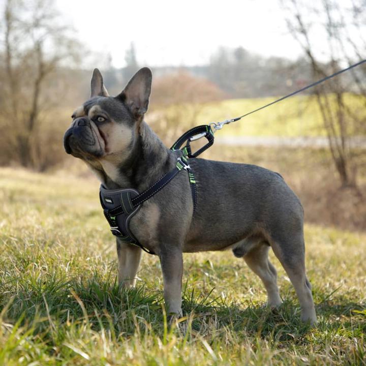 Produktbild Kerbl Autosicherheitsgeschirr (Hund, Sicherheitsverschluss)