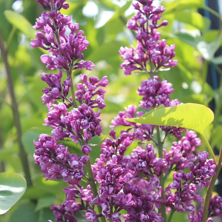 Produktbild Zulauf Gemeiner Flieder / Syringa vul. 'Charles Joly' (100 cm)