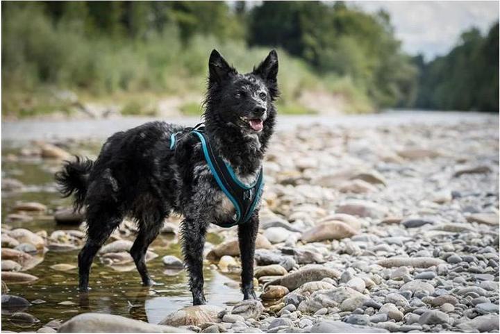 Actual product image Grossenbacher Chest harness Dogs Fun Run (XL, Dog, Work, Dog sport, Jogging)