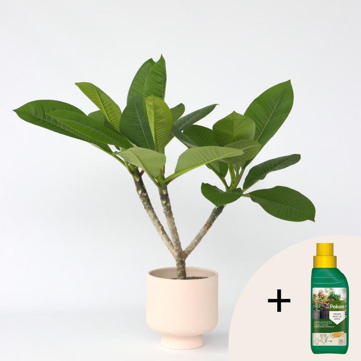 Produktbild Plant in a Box Plumeria rubra - Hawaii pflanze (45 cm)