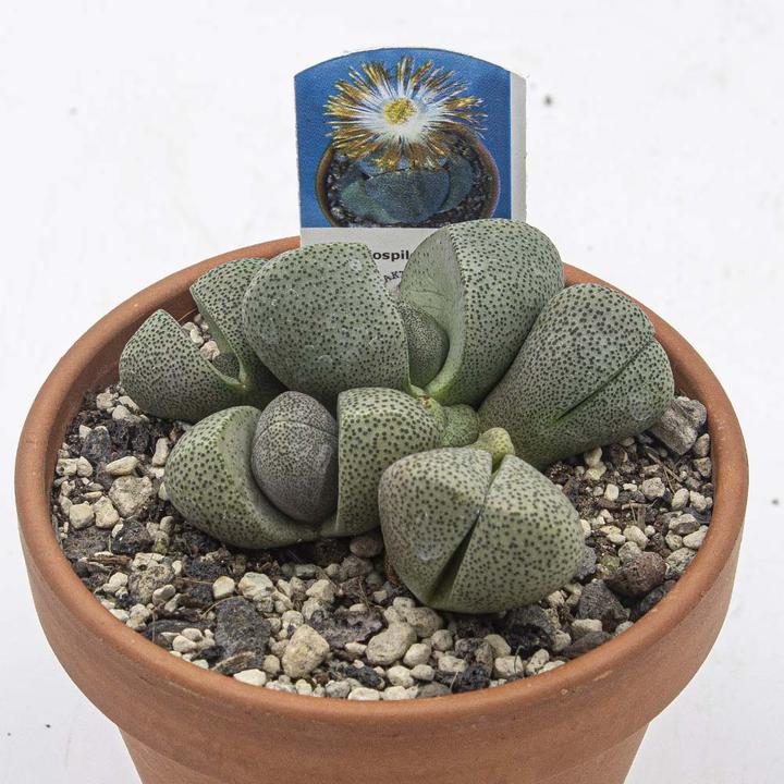 Immagine prodotto Kakteen Gautschi Set di succulente 4 (15 cm)