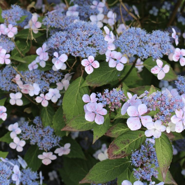 Immagine prodotto Plant in a Box Hydrangea serrata 'Magic Pillow' - Ortensia (25 cm)