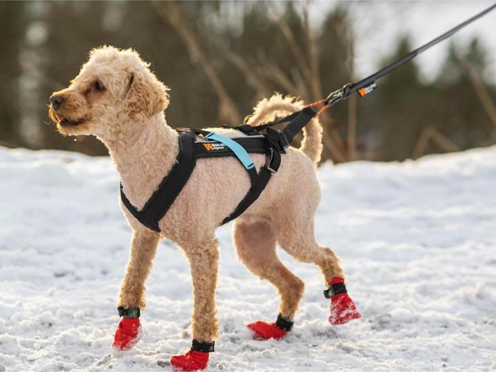 Actual product image Non-Stop Dogwear Freemotion pull harness running harness sport harness (8, Dog, Dog sport)