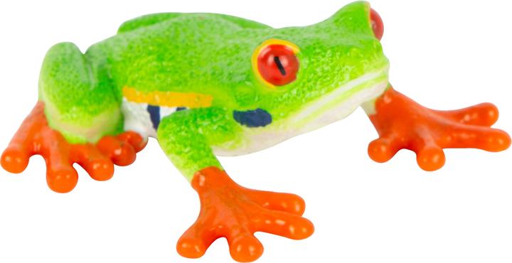 Actual product image small foot Red-eyed Tree Frog