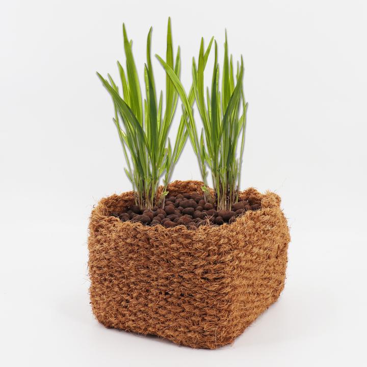 Actual product image Aquagart 3 Kokos Panzkorb 20 x 20 x 15cm Teichkorb für Ufermatte & Böschungsmatte (20 cm)
