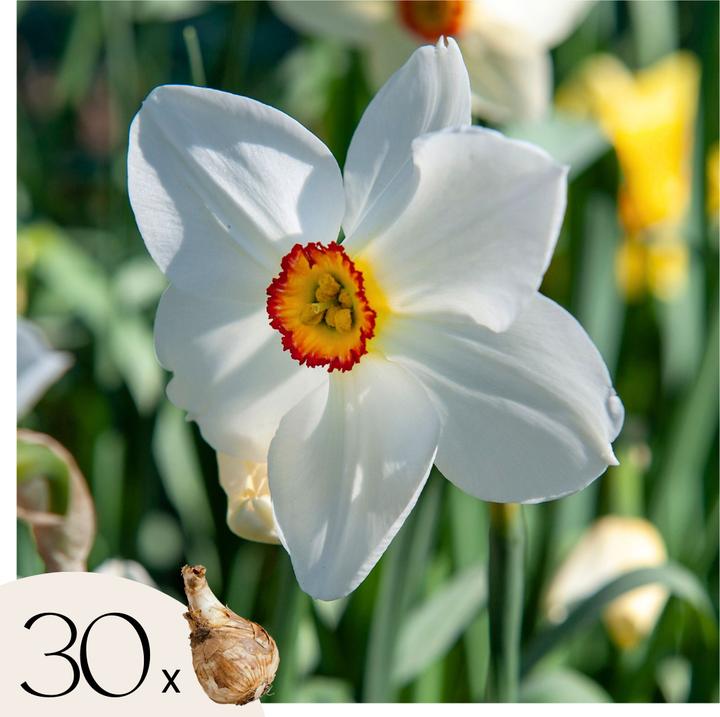 Actual product image Plant in a Box Narcissus Recurvus - set of 30 daffodil bulbs