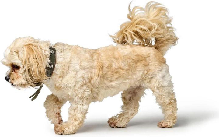 Actual product image Hunter Collar Munich 55/M, cowhide, green/cognac, neck circumference (Dog, General)