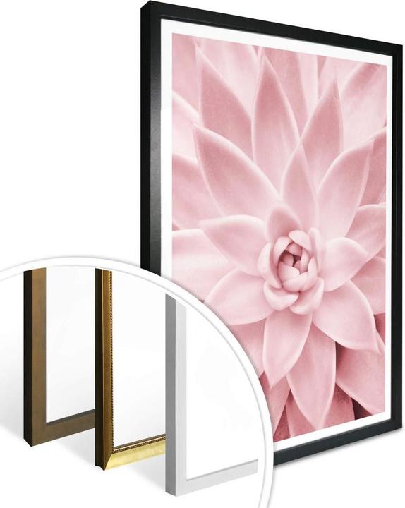 Produktbild Trenddeko Rosa Sukkulente (30 x 40 cm)