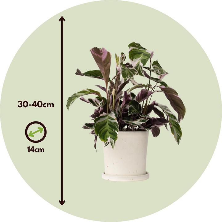 Image du produit Plant in a Box Calathea Lietzei "White Fusion" - Set de 2 maranthes en osier (30 cm)
