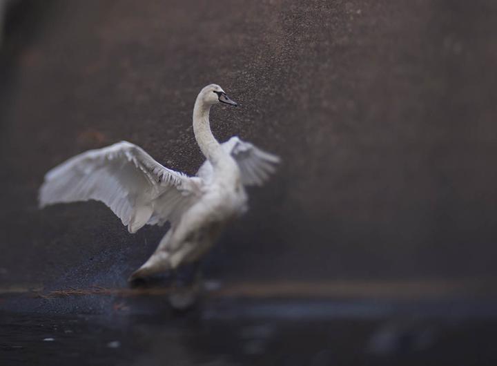 Image du produit Lensbaby Composer Pro II avec Edge 80 pour Canon EF (Canon EF, APS-C / DX)