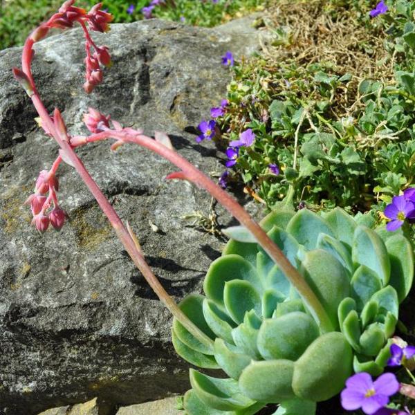 Actual product image Säntispracht Set of 8, fat leaf rosette - Echeveria elegans (10 cm)
