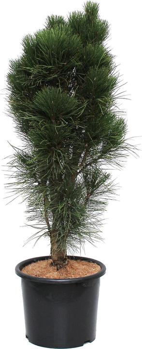 Immagine prodotto Zulauf Säulen-Schwarz-Kiefer / Pinus nigra 'Green Tower' (100 cm)