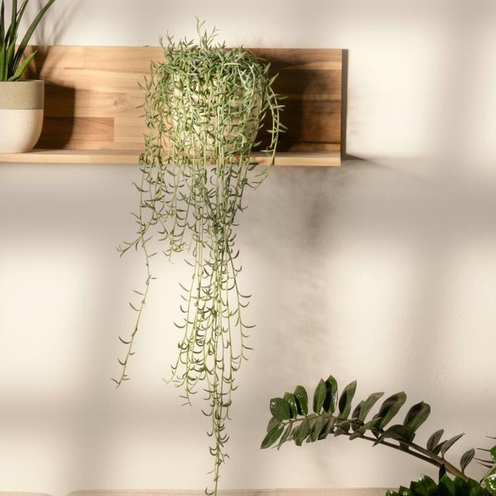 Image du produit Plant in a Box Senecio radicans - Senecio du bananier (10 cm)