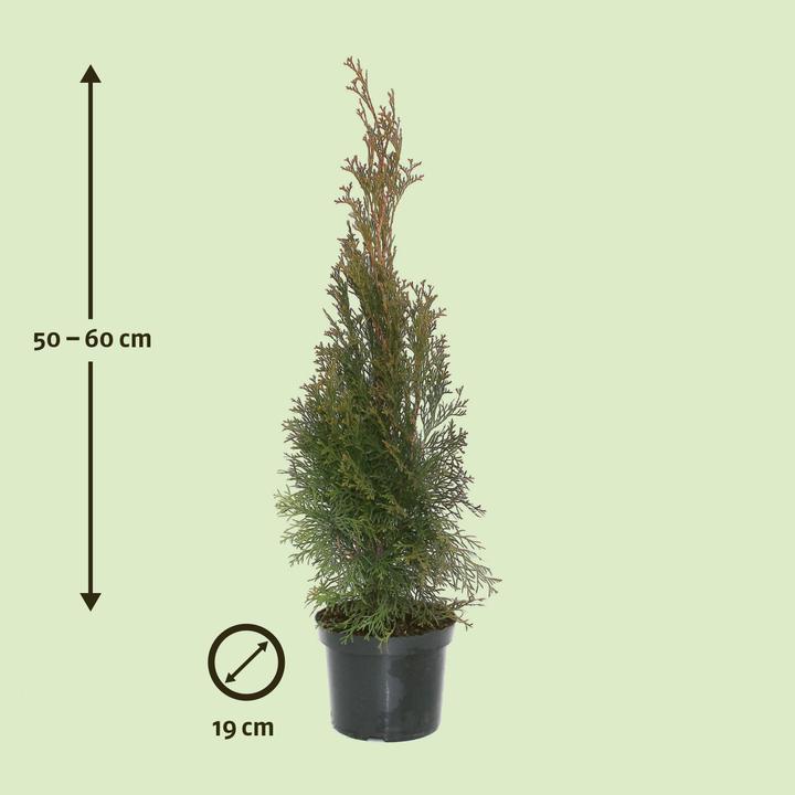 Image du produit Zulauf Thuja / Thuja occ. 'Smaragd' (60 cm)