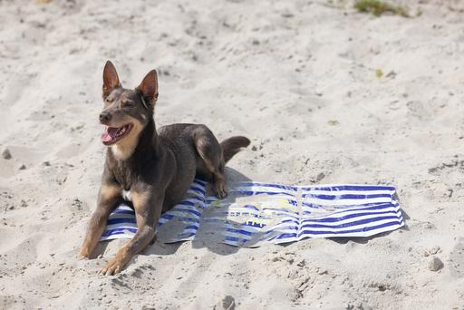 Image du produit Beeztees Kühlmatte Hello Summer (Chien)