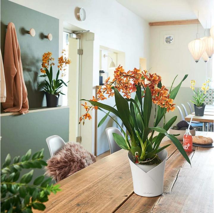 Produktbild Lechuza Orchidea (17.90 cm)