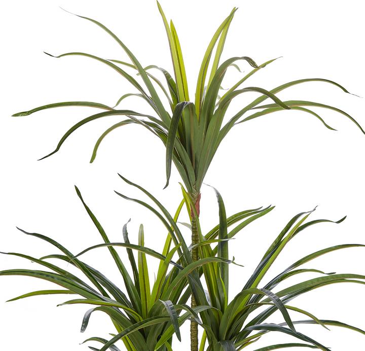 Immagine prodotto Beliani Dracaena Anita (147 cm)