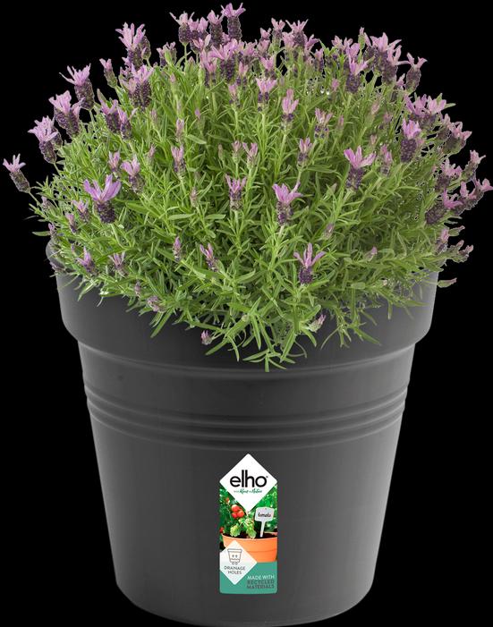 Produktbild Elho Green Basics (35 cm)