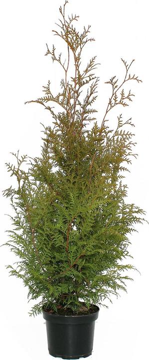 Produktbild Zulauf Thuja / Thuja occ. 'Brabant' (100 cm)