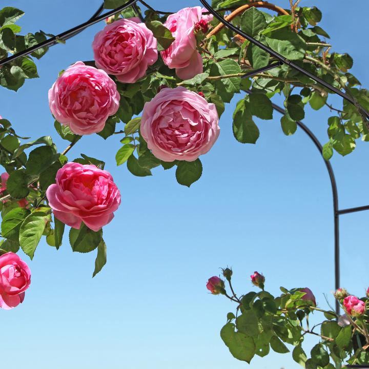 Immagine prodotto Relaxdays Arco di rosa (38 cm, 140 cm)