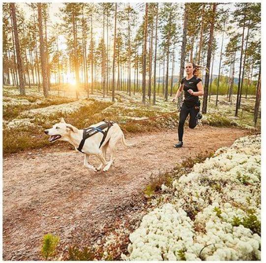 Actual product image Non-Stop Dogwear Freemotion pull harness running harness sport harness (8, Dog, Dog sport)