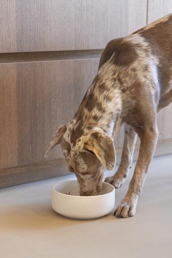 Image du produit Designed by Lotte Gamelle pour chien Lojs (1.20 l)