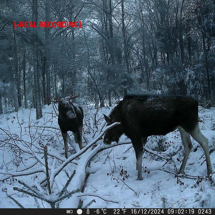Produktbild Nedis Wildlife Kamera - 4K@10fps - 50 MPixel - 5 MPixel CMOS - IP65 - Schwarz No-Glow IR - Nachtsich