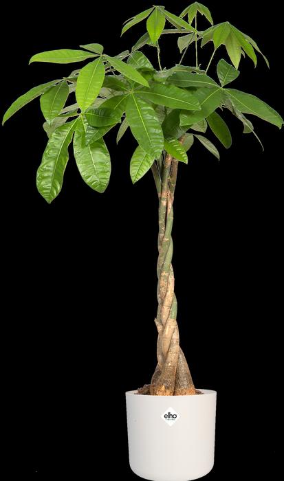 Immagine prodotto Elho b.for soft (13.80 cm)