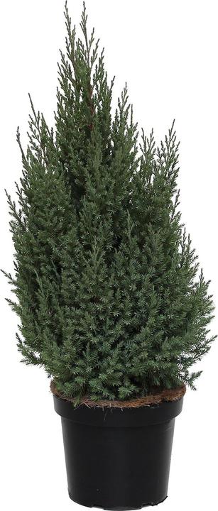 Produktbild Zulauf Chinesischer Wacholder / Juniperus chi. 'Stricta' (60 cm)