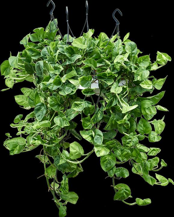 Actual product image Mahaloplants Scindapsus Global Green (40 cm)