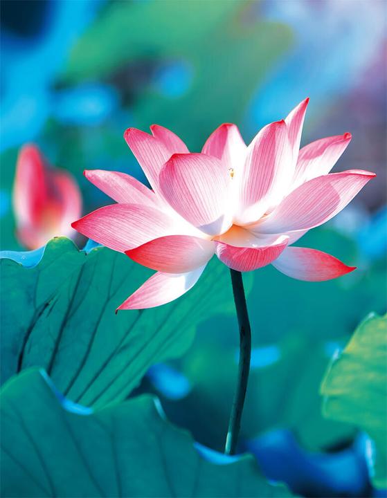 Actual product image Tushita Blankbook Pure Lotus.bb0319 (Lined)