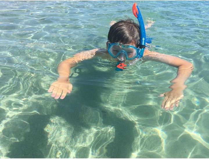 Productafbeelding Schildkröt Barbados