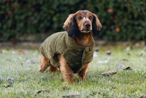 Actual product image Designed by Lotte Victoria dog coat (XL, Dog coat)