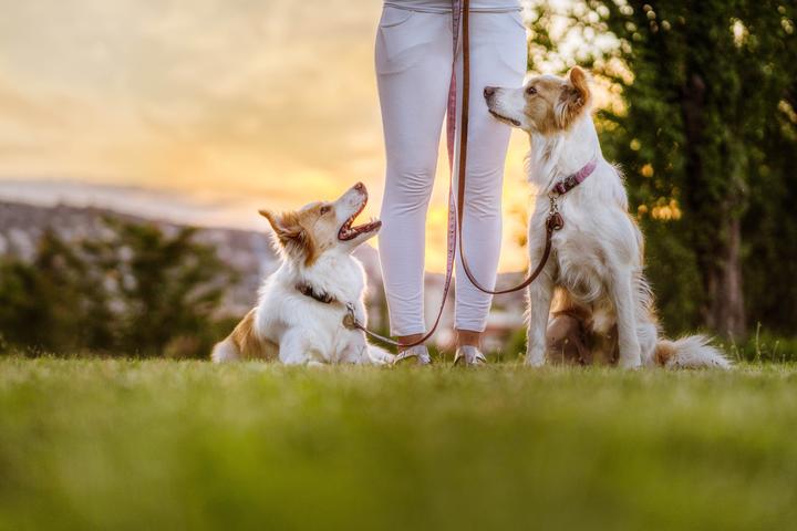 Productafbeelding Tickless ECO Bescherming tegen teken en vlooien voor huisdieren (Hond, 1 ml)