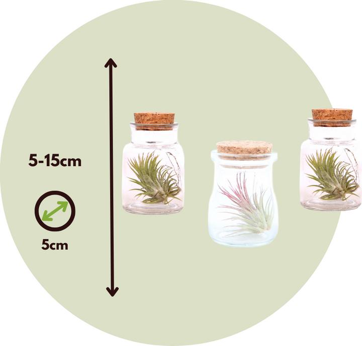 Produktbild Plant in a Box Tillandsia - 3er Mischung Tillandsien in Glasflaschen (5 cm)