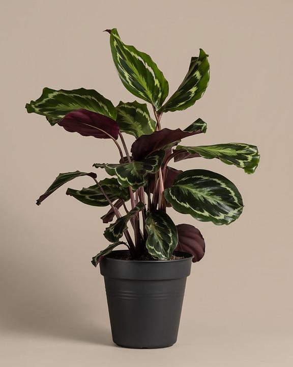 Image du produit feey Grand Calathea Roseopicta (65 cm, Fraîchement rempotés, Respectueux des animaux)