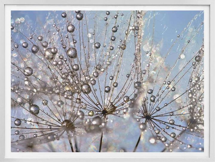 Actual product image Trenddeko Water drop in the dandelion (40 x 30 cm)