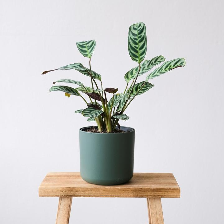 Immagine prodotto Plant in a Box Ctenanthe burle-marxii - Set di 4 piante di zebra (25 cm)