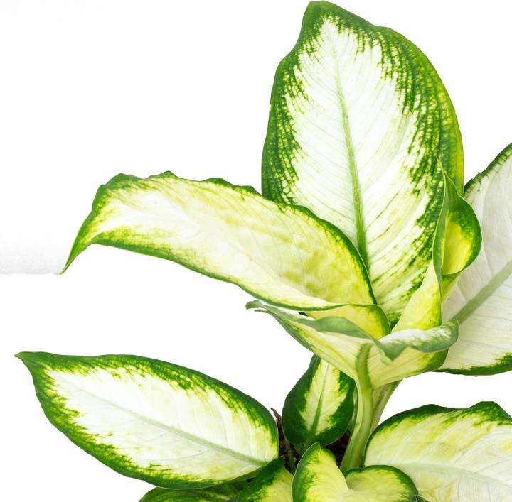 Actual product image Flowerbox Dieffenbachie - Dieffenbachia (35 cm)