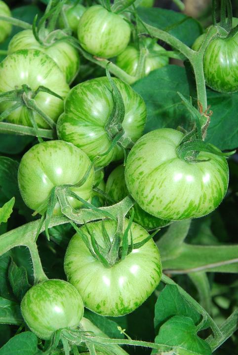 Image du produit Zollinger Bio Tomate, Green Zebra (Graines de légumes)
