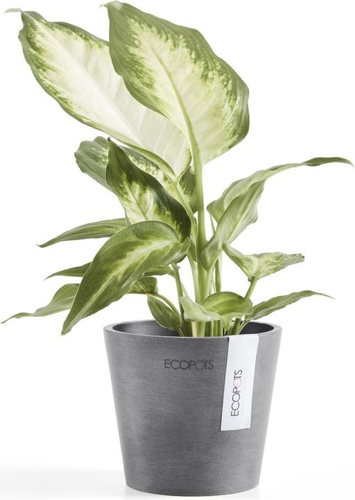 Produktbild Ecopots Amsterdam Mini (10.50 cm)
